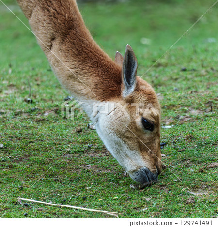 Vicunas, Vicugna Vicugna, relatives of the llama in a German park 129741491