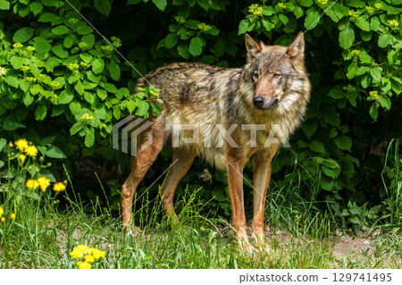 European Grey Wolf, Canis lupus in a german park European Grey Wolf, Canis lupus in a german park 129741495