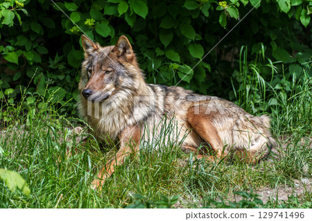 European Grey Wolf, Canis lupus in a german park 129741496