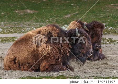 American buffalo known as bison, Bos bison in a german park American buffalo known as bison, Bos bison in a german park 129741497