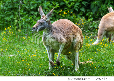The red kangaroo, Macropus rufus is the largest of all kangaroos and the largest extant marsupial. 129741500