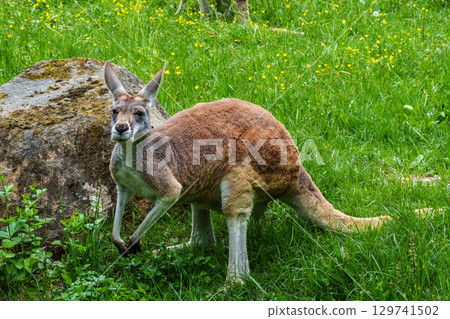 The red kangaroo, Macropus rufus is the largest of all kangaroos and the largest extant marsupial. 129741502