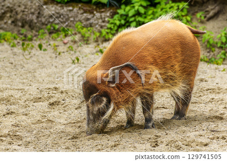 Red river hog, Potamochoerus porcus, also known as the bush pig. 129741505