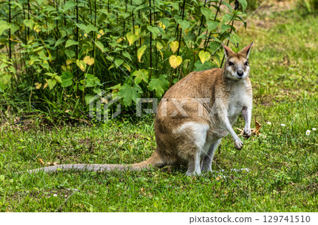 The agile wallaby, Macropus agilis also known as the sandy wallaby 129741510