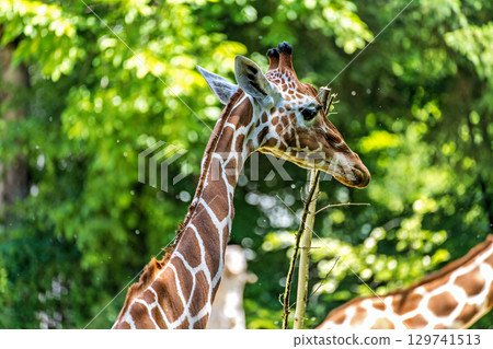 The giraffe, Giraffa camelopardalis is an African mammal 129741513