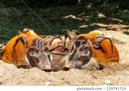 Red river hog, Potamochoerus porcus, also known as the bush pig. 129741514