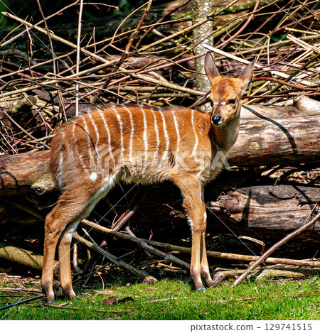 Baby Nyala Antelope - Tragelaphus angasii. Wild life animal. Baby Nyala Antelope - Tragelaphus angasii. Wild life animal. 129741515
