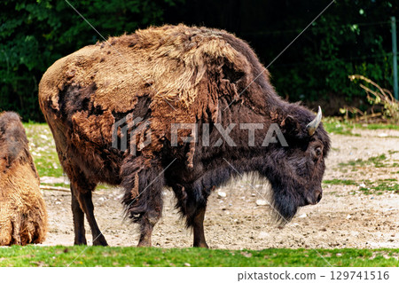 American buffalo known as bison, Bos bison in a german park 129741516