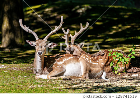 The fallow deer, Dama mesopotamica is a ruminant mammal The fallow deer, Dama mesopotamica is a ruminant mammal 129741519