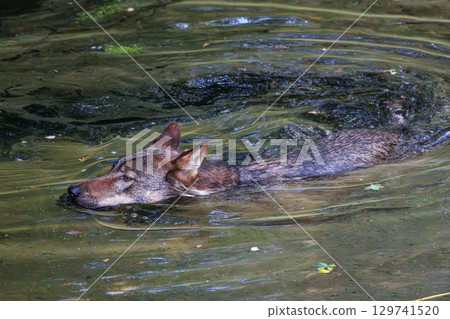 European Grey Wolf, Canis lupus swimming in a water pond 129741520