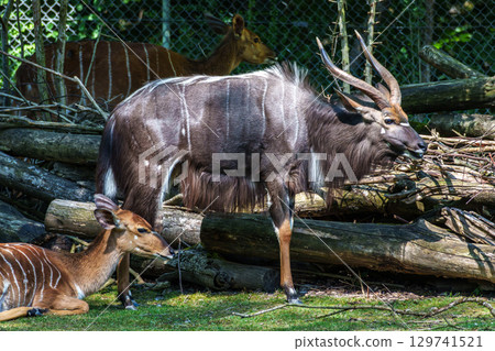 Nyala Antelope - Tragelaphus angasii. Wild life animal. Nyala Antelope - Tragelaphus angasii. Wild life animal. 129741521