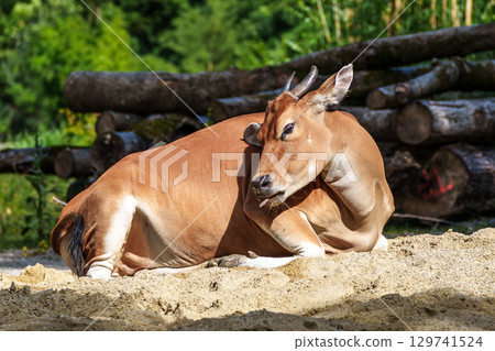 Banteng, Bos javanicus or Red Bull is a type of wild cattle. 129741524