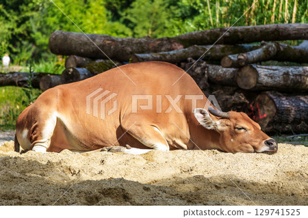 Banteng, Bos javanicus or Red Bull is a type of wild cattle. 129741525