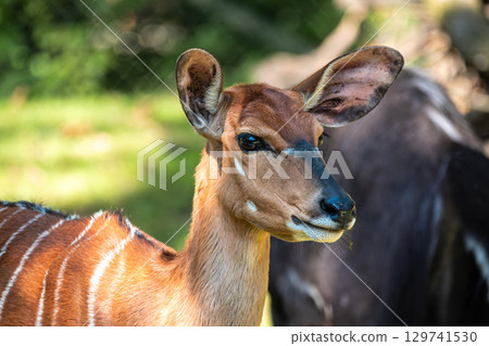 Nyala Antelope - Tragelaphus angasii. Wild life animal. Nyala Antelope - Tragelaphus angasii. Wild life animal. 129741530