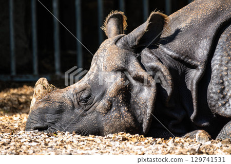 The Indian Rhinoceros, Rhinoceros unicornis aka Greater One-horned Rhinoceros The Indian Rhinoceros, Rhinoceros unicornis aka Greater One-horned Rhinoceros 129741531