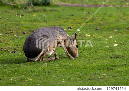 Patagonian Mara, Dolichotis patagonum are large relatives of guinea pigs 129741534