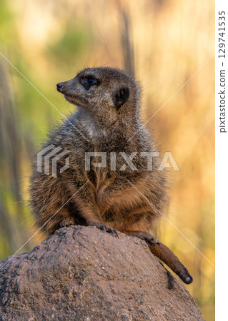 Meerkat, Suricata suricatta sitting on a stone and looking into the distance Meerkat, Suricata suricatta sitting on a stone and looking into the distance 129741535