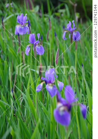 Iris 129741544