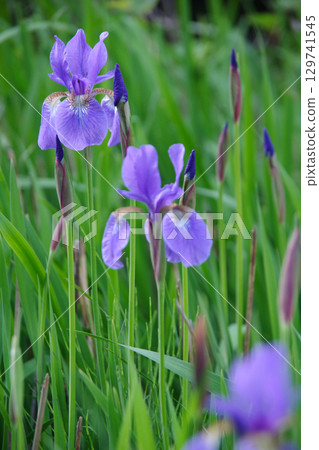 鳶尾花 鳶尾花 129741545