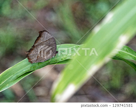 森林蝴蝶,蛺蝶科,黑斑蝶,夏季型(雌性) 森林蝴蝶,蛺蝶科,黑斑蝶,夏季型(雌性) 129741581