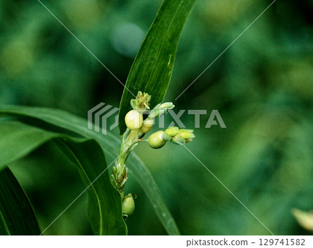 禾本科 Juzdama 花 129741582