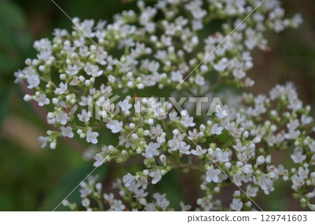 豇豆的花 豇豆的花 129741603