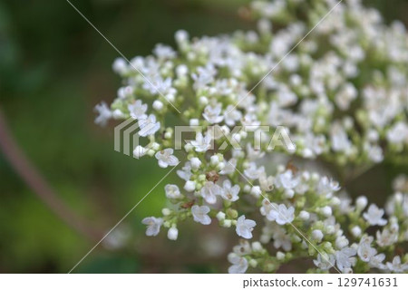 豇豆的花 豇豆的花 129741631