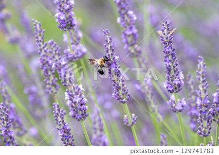 Lavender fields and bees Lavender fields and bees 129741781