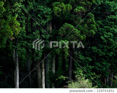 柏樹種植園 129741852