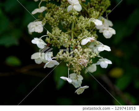 Decorative flowers of Hydrangea family Hydrangea 129741853
