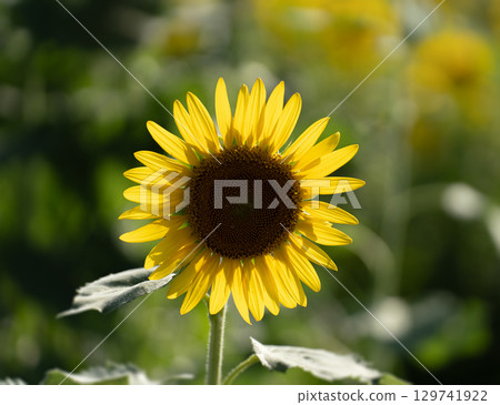 Close-up of a sunflower in full bloom 129741922