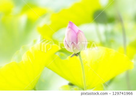 蓮花花蕾和花蕾 蓮花花蕾和花蕾 129741966