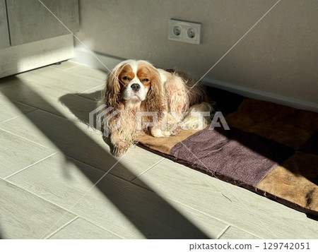 King Charles spaniel, English toy spaniel at home. Photo King Charles spaniel, English toy spaniel at home. Photo 129742051