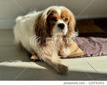 King Charles spaniel, English toy spaniel at home. Photo King Charles spaniel, English toy spaniel at home. Photo 129742052