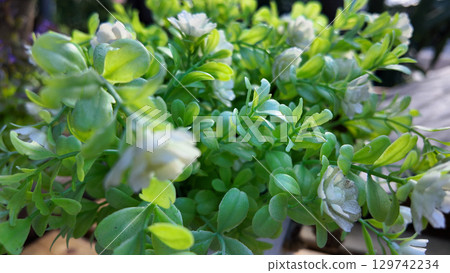 Aug 10 2025 Bells of Ireland Elegant Green Flowering Stem 129742234