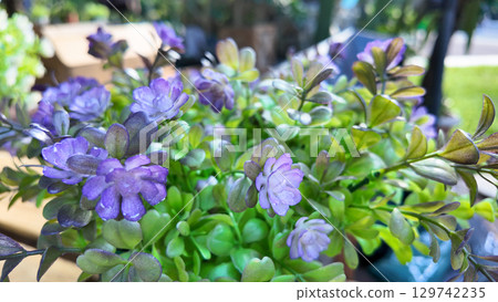 Aug 10 2025 Purple Flowers with Lush Greenery in a Sunlit Garden Scene 129742235