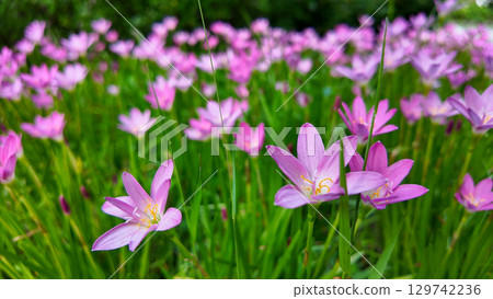 Aug 10 2025 Meadow of Blooming Pink Flowers in Vibrant Green Grass 129742236