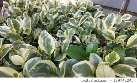 Aug 10 2025 Peperomia Obtusifolia Lush Green Indoor Foliage Plant 129742243