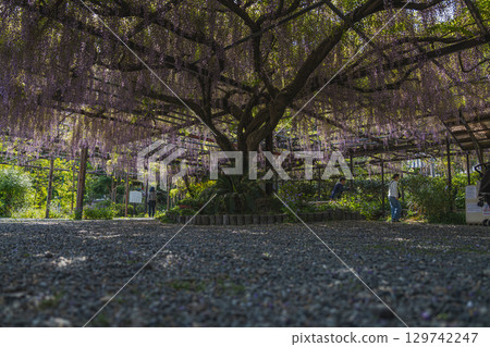 吉田町臨泉寺的長紫藤風景（靜岡縣） 129742247