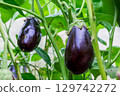 Ripe eggplants grow on green bushes 129742272