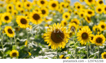 Sunflower field Sunflower field 129742288