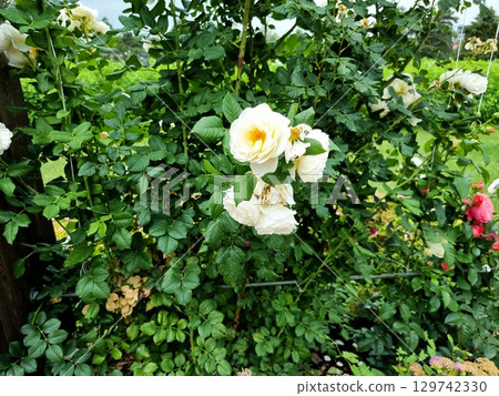 Beautiful Roses In The Garden Beautiful Roses In The Garden 129742330
