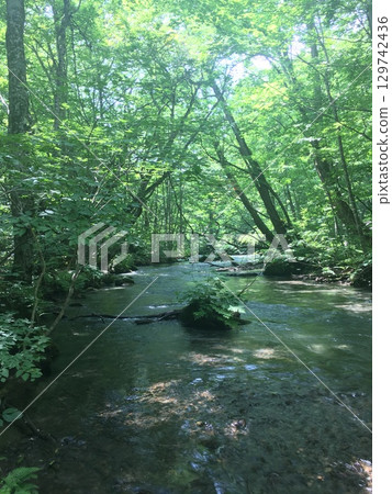 A summer stream surrounded by fresh greenery 129742436