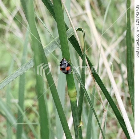 我發現了一隻黑瓢蟲！ 129742438