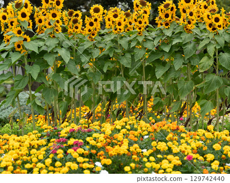 城市裡的一小片向日葵田 129742440