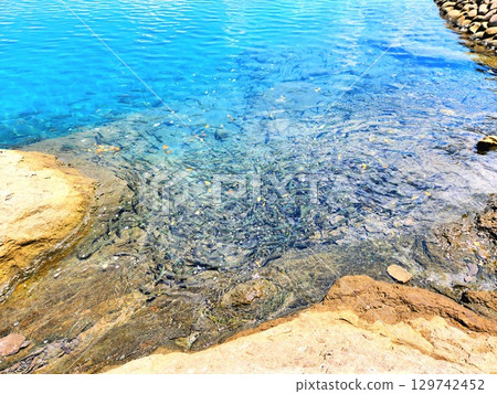 秋田縣田澤湖夏季的一大群日本鯪魚 129742452
