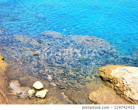 秋田縣田澤湖夏季的一大群日本鯪魚 129742453