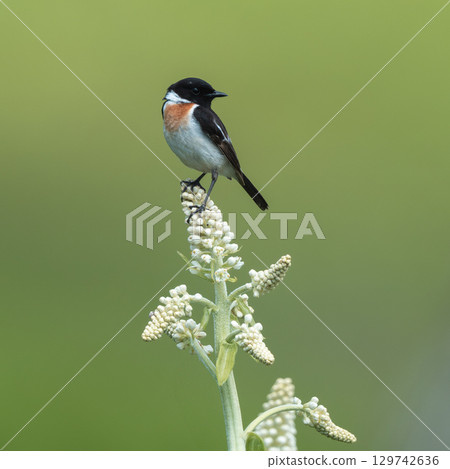 A stonechat resting on a Japanese bush warbler 129742636