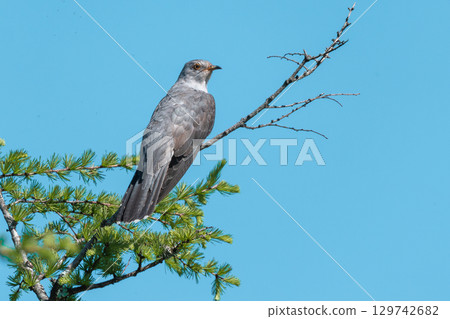 Cuckoo perched on a tree branch 129742682