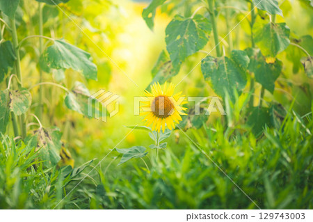 小向日葵 129743003